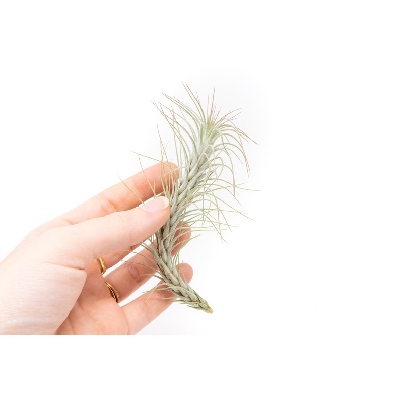 Tillandsia Funckiana Air Plants