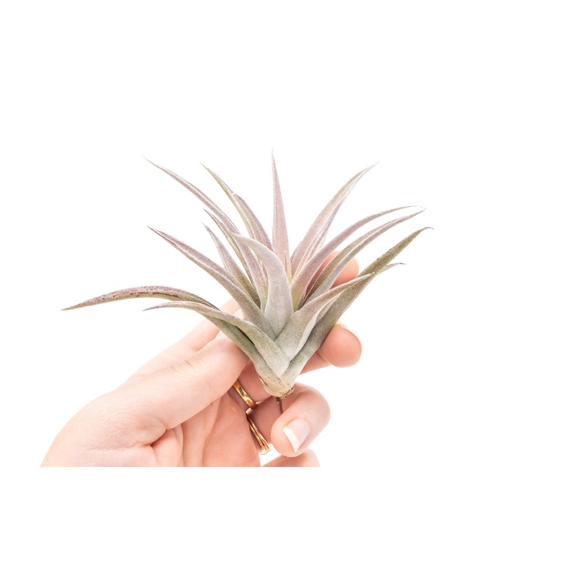 Tillandsia Harrisii Air Plants