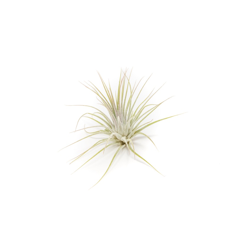 Tillandsia Ionantha Guatemala Air Plants