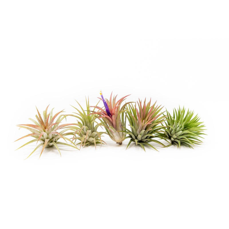 Tillandsia Ionantha Mexican Air Plants