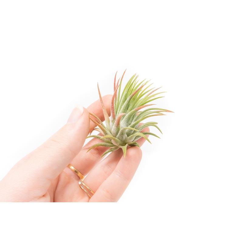 Tillandsia Ionantha Rubra Air Plants