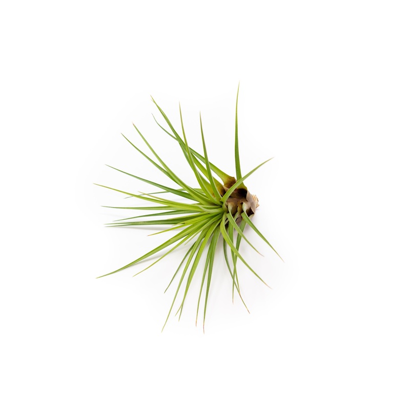 Tillandsia Melanocrater Tricolor Air Plants