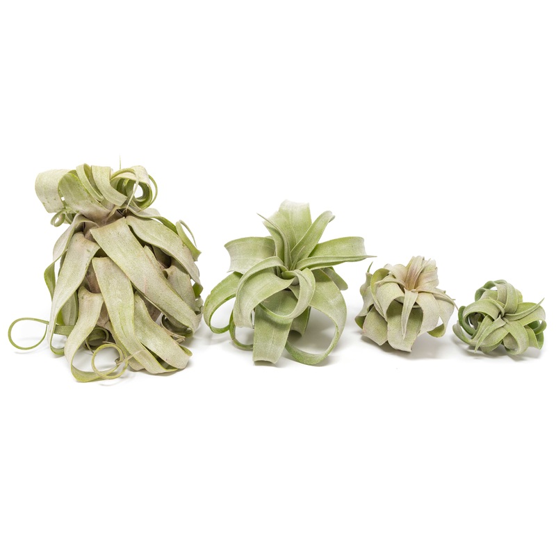 Tillandsia Streptophylla Air Plants  – Multiple Sizes