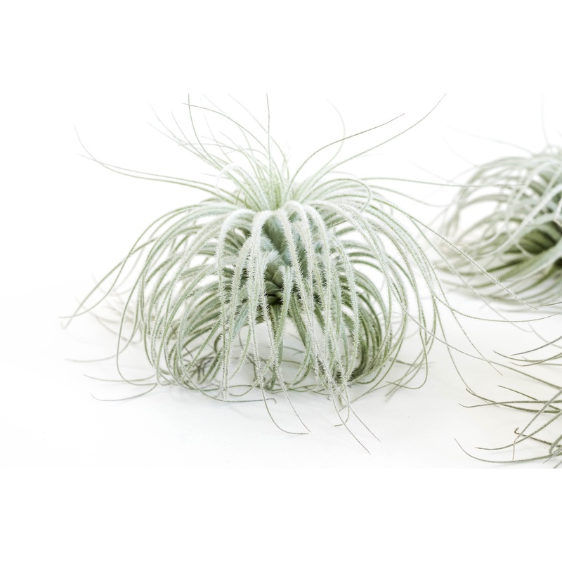 Tillandsia Tectorum Ecuador Air Plants