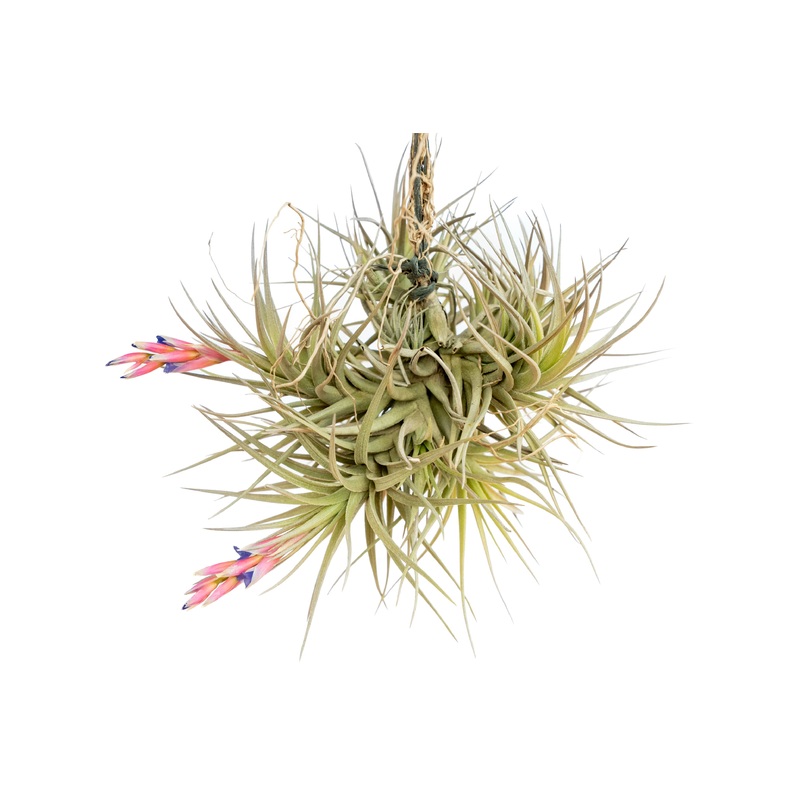Tillandsia Tenuifolia Air Plant Clumps