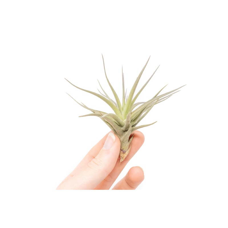 Tillandsia Tenuifolia Air Plants