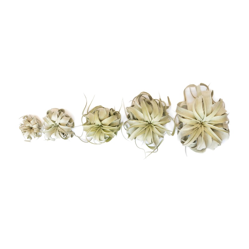 Tillandsia Xerographica Air Plants – Multiple Sizes