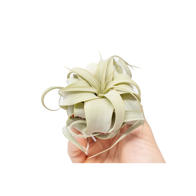 Tillandsia Xerographica Seedling – 2-4 Inches Wide – Help Support Sustainable Farming