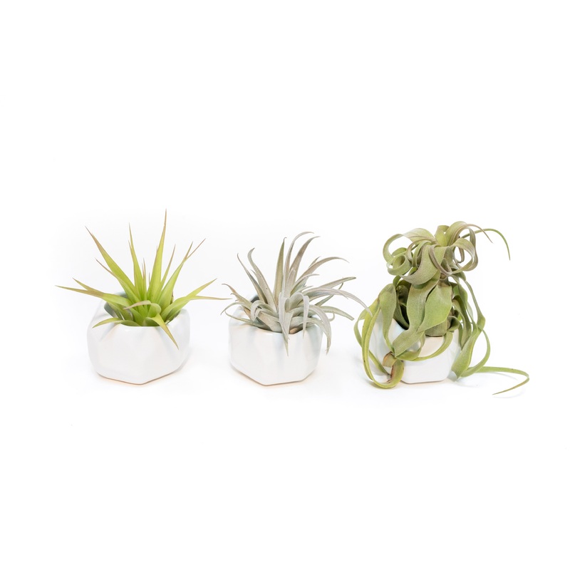 Trio of White Geometric Ceramic Containers with Assorted Tillandsia Air Plants