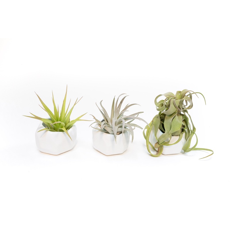 Trio of White Geometric Ceramic Containers with Custom Tillandsia Air Plants