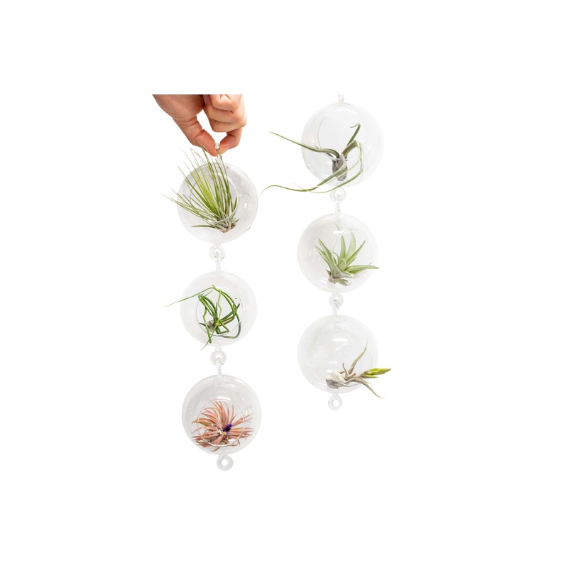 Vertical Garden Display featuring 6 Terrariums with Double Hooks and Air Plants