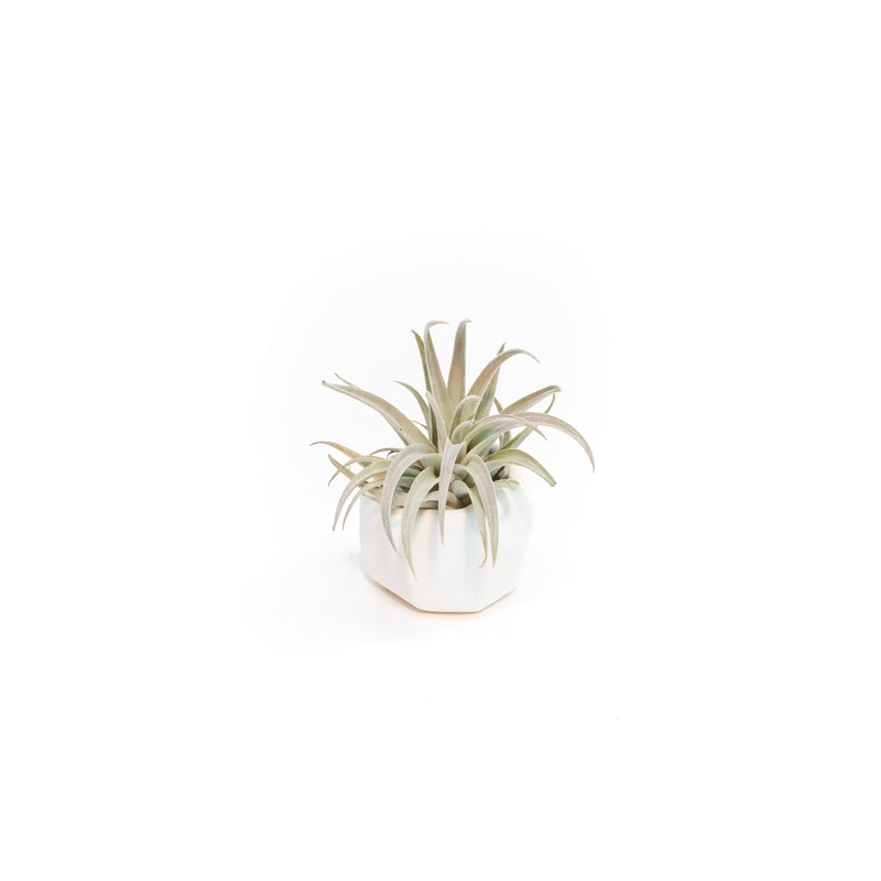 White Geometric Ceramic Container with Assorted Tillandsia Air Plant