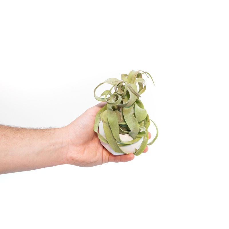 White Geometric Ceramic Container with Custom Premium Tillandsia Air Plant