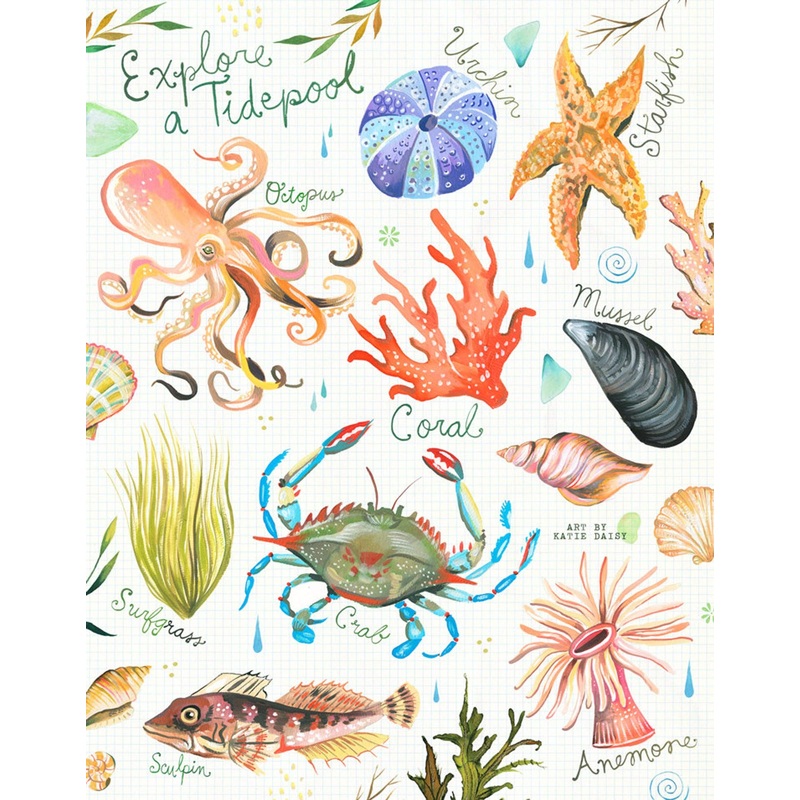 Tidepool Art Print|8 x 10