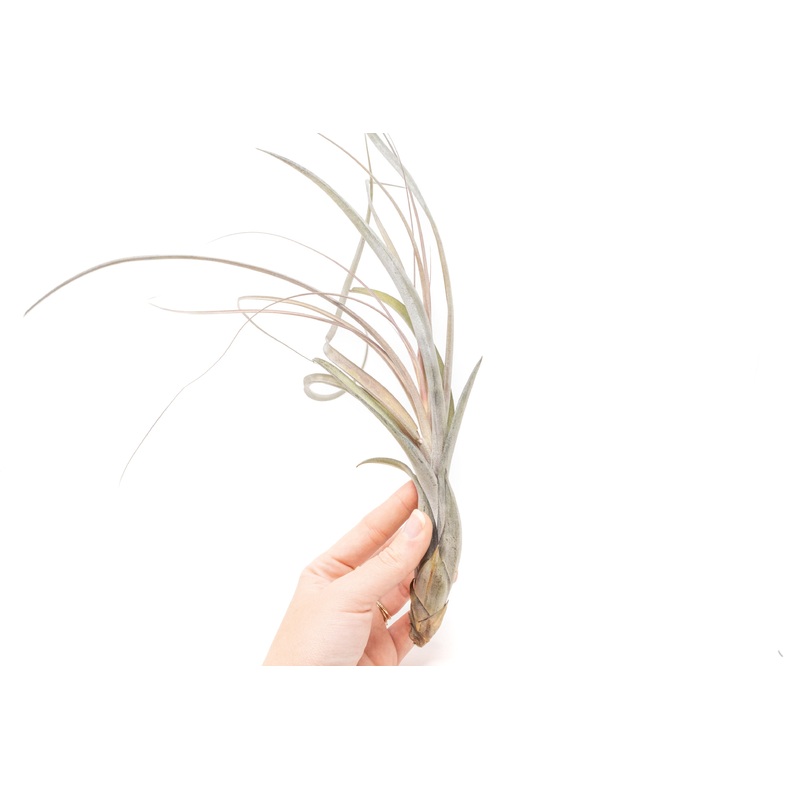Large Tillandsia Balbisiana Air Plants  / 9-12 Inch Plants