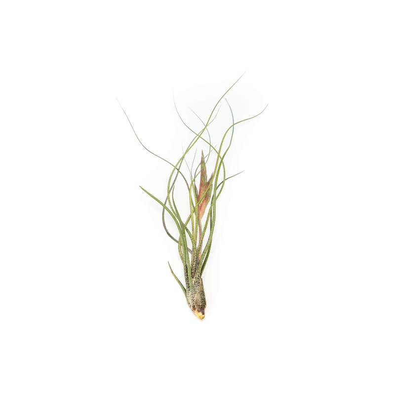 Large Tillandsia Butzii Air Plants / 6-9 Inch Plants