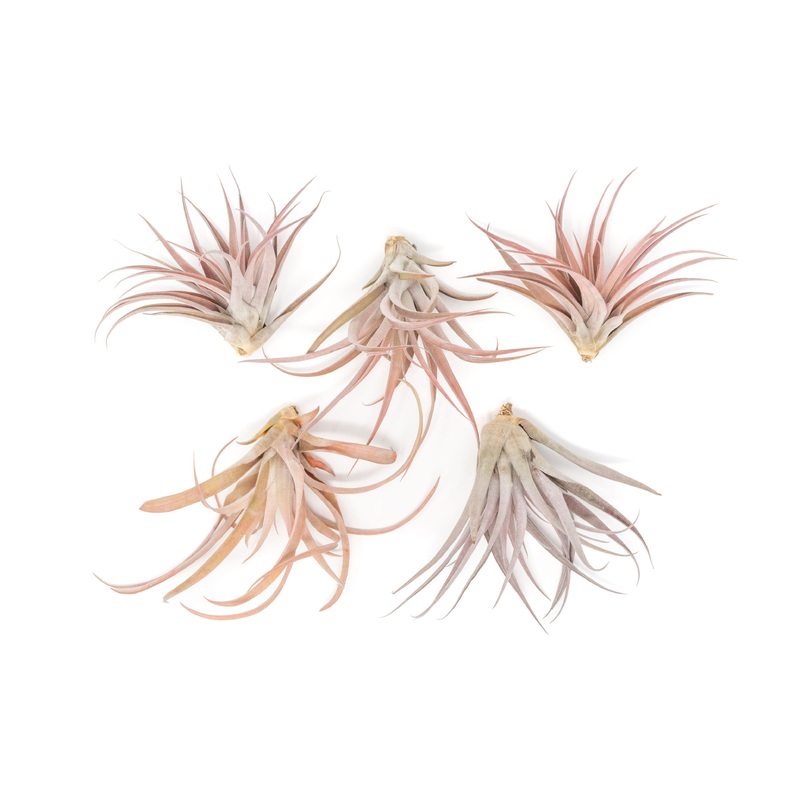 Large Tillandsia Capitata Peach – Set of  5, 10, or 20 Air Plants – 50% Off