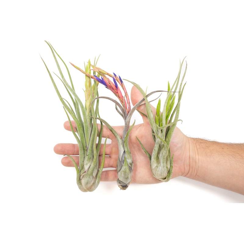 Large Tillandsia Caput Medusae Air Plants / 5-8 Inch Plants