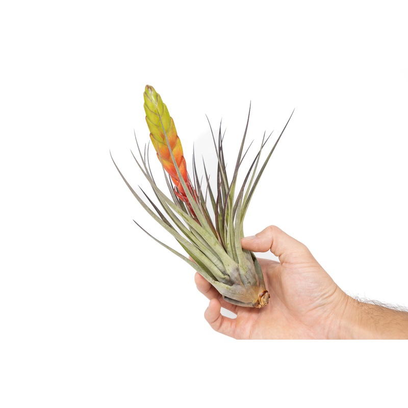 Large Tillandsia Fasciculata Tricolor Golden Torch Air Plants