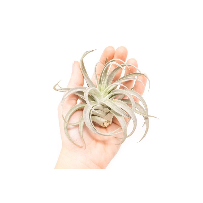 Large Tillandsia Harrisii Air Plants / 5-7 Inch Plants
