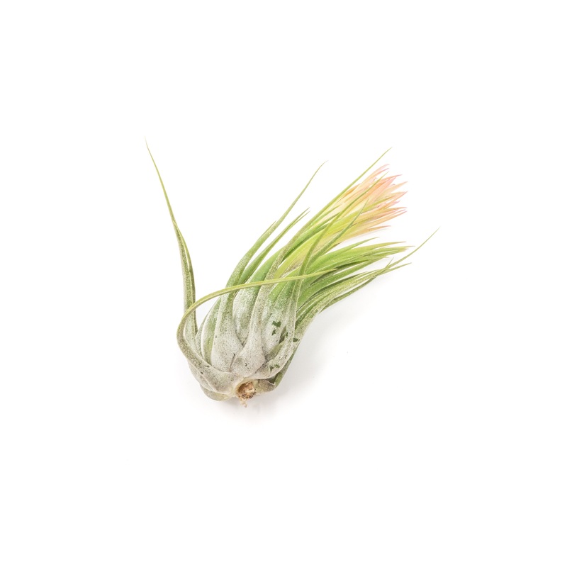 Large Tillandsia Ionantha Scaposa