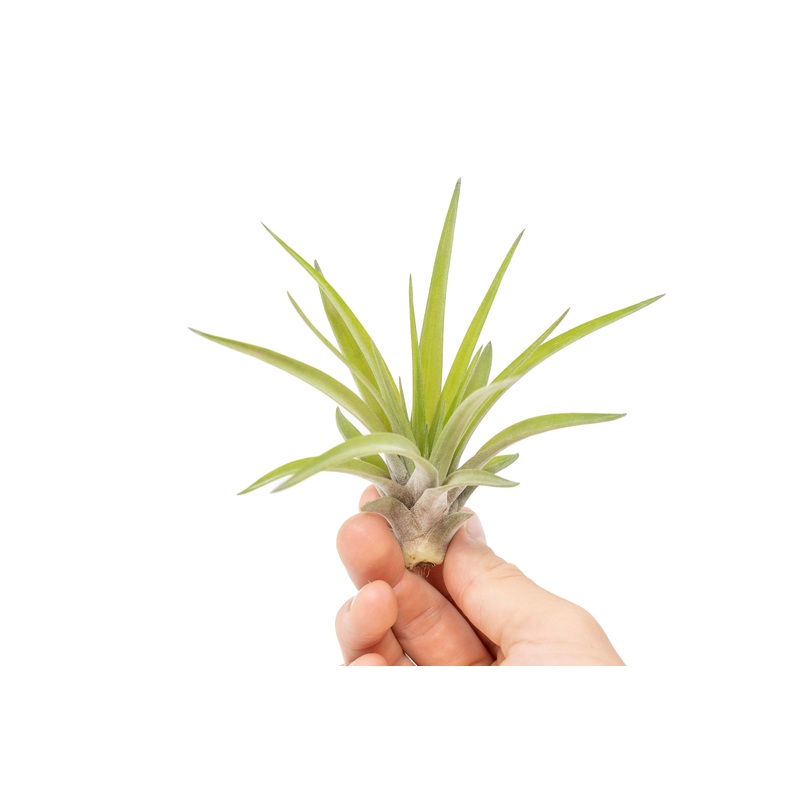 Large Tillandsia Velutina Air Plants / 4-6 Inch Plants