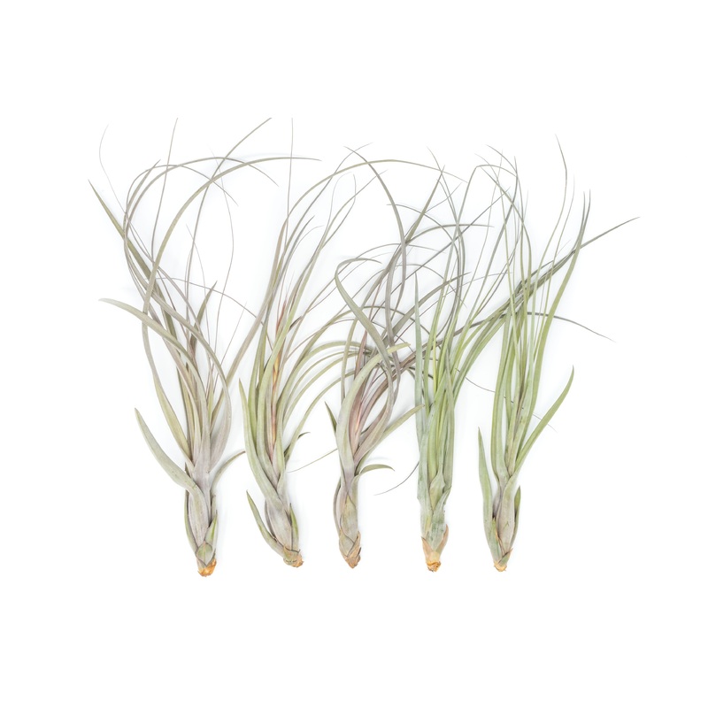 SALE – Large Tillandsia Balbisiana Air Plants – Set of 5 or 10 – 40% Off