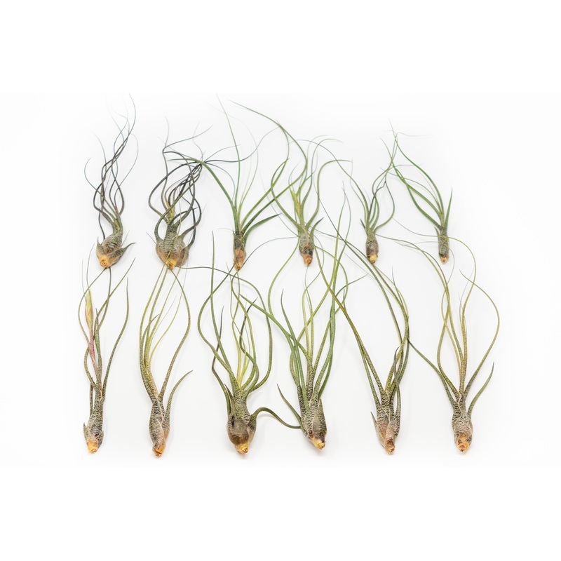 SALE – Large Tillandsia Butzii Air Plants – Set of 10 or 20 Air Plants – 40% Off