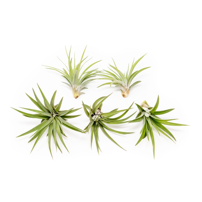 SALE – Large Tillandsia Velutina Air Plants – Set of 5 or 10 – 50% Off
