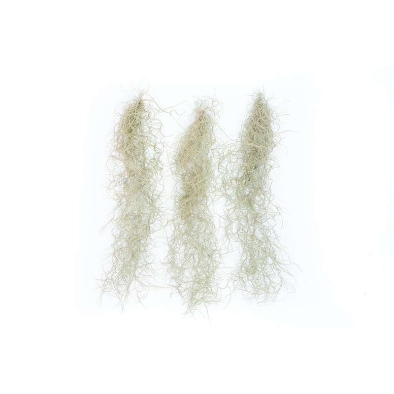SALE – Tillandsia Guatemala Gray Spanish Moss – 1 Foot Clumps – Set of 3 or 6 Strands – 40% Off