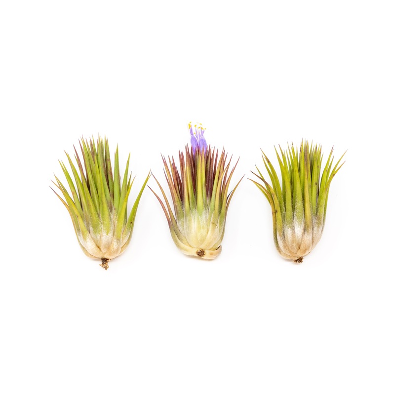 SALE – Tillandsia Ionantha Guatemala Macho Air Plants – Set of 5 or 10 – 30% Off