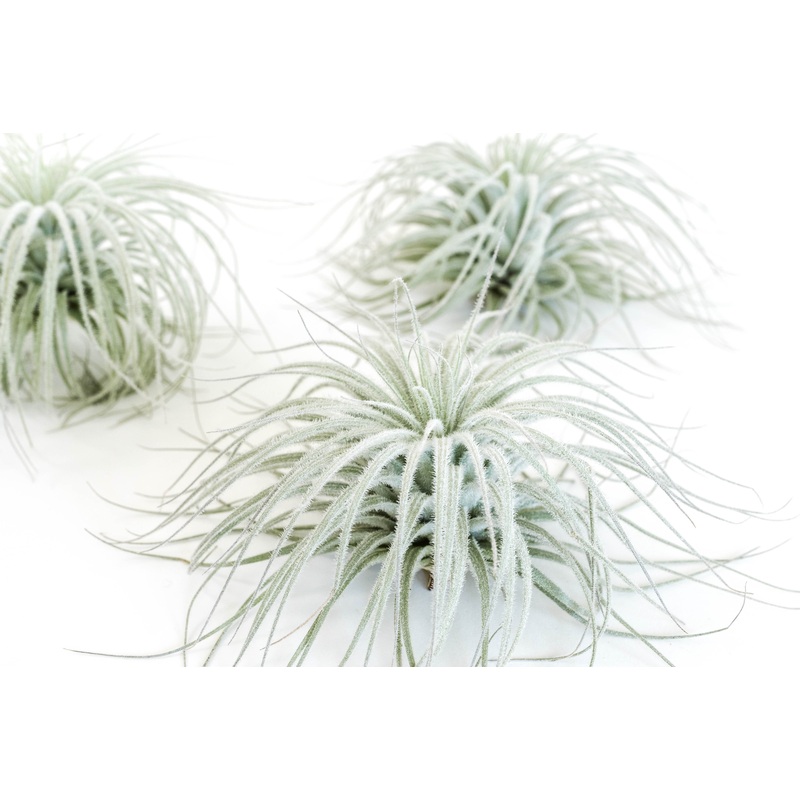 SALE – Tillandsia Tectorum Ecuador Air Plants – Set of 3, 6 or 9 – 25% Off