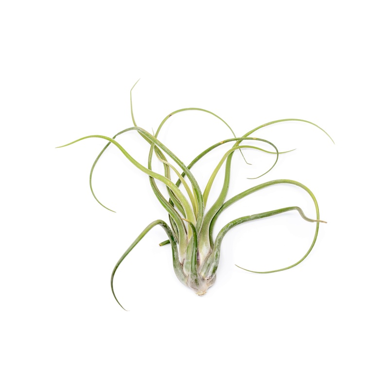 SALE – XL Tillandsia Caput Medusae – Set of 5 or 10 Air Plants – 50% Off