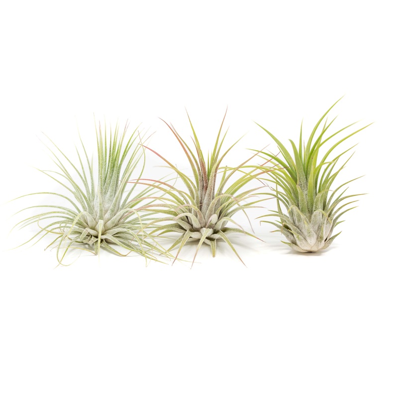 SALE – XL Tillandsia Ionantha Guatemala Air Plants – Set of 10 or 20 – 40% Off