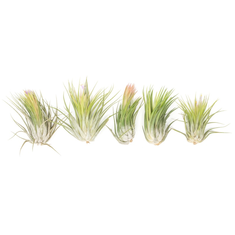 SALE – XL Tillandsia Ionantha Scaposa – Set of 5 or 10 – 30% Off