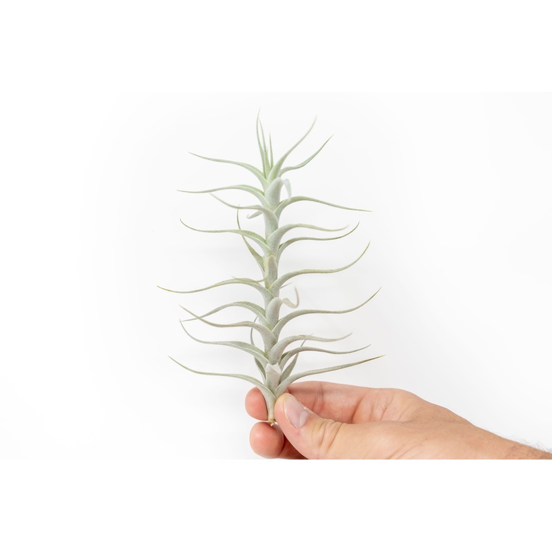 Tillandsia Albida ‘Minor’ Air Plants