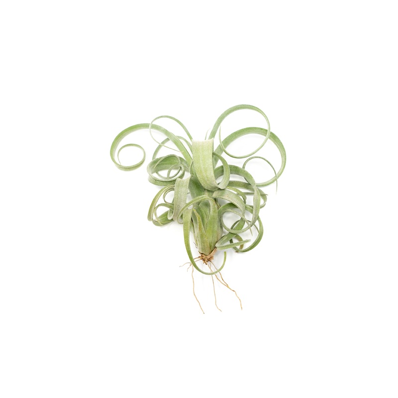 Tillandsia Curly Slim (T. Intermedia x T. Streptophylla) Air Plant