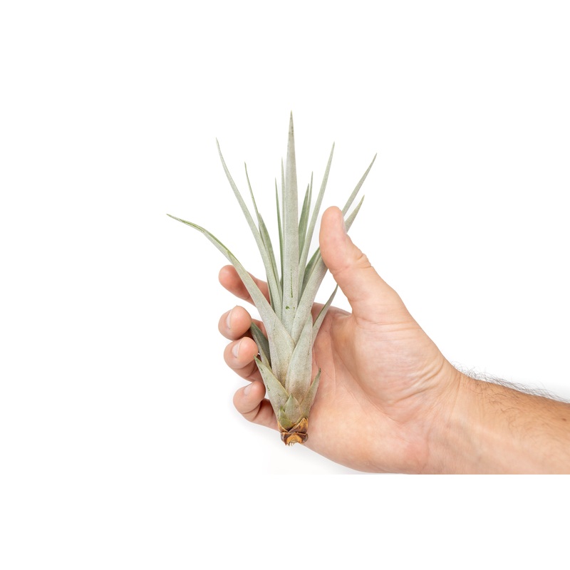 Tillandsia Fasciculata Tricolor Golden Torch Air Plants
