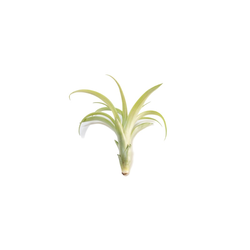 Tillandsia Flabellata Air Plants