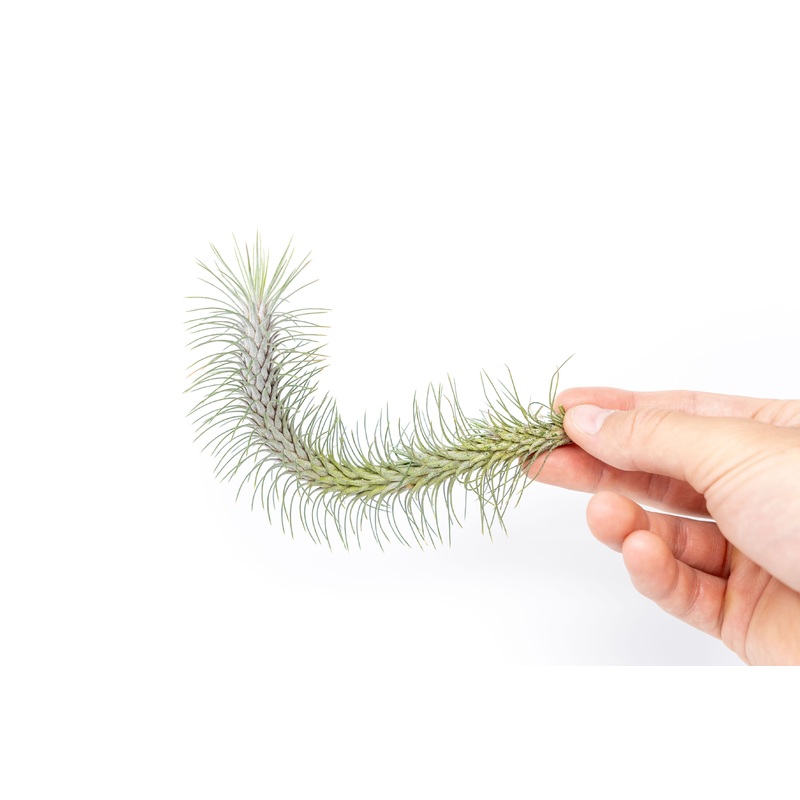 Tillandsia Funckiana v. Recurvifolia Air Plant