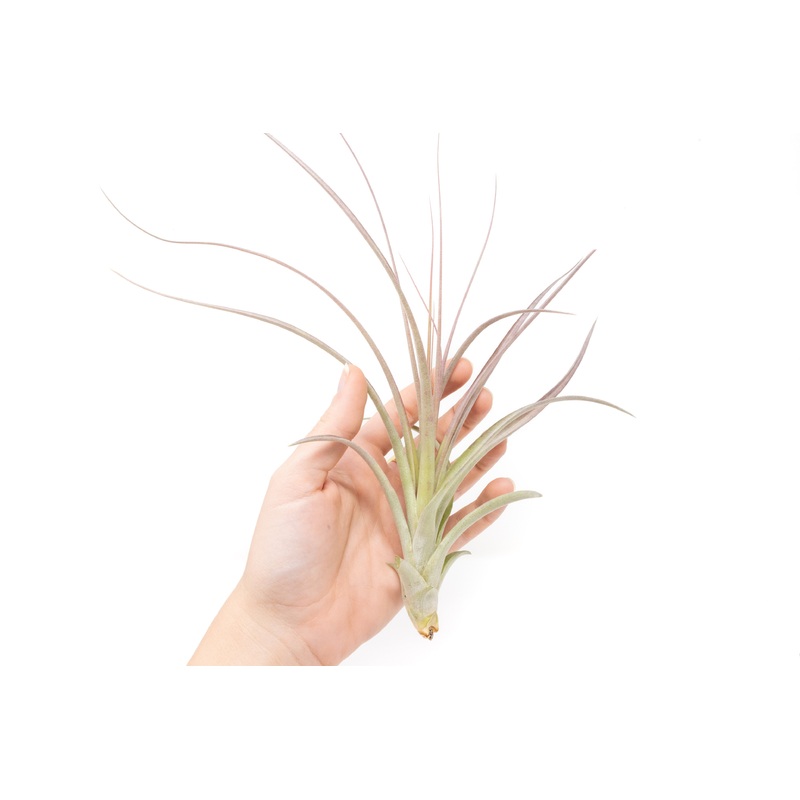 Tillandsia Heather’s Blush Air Plant
