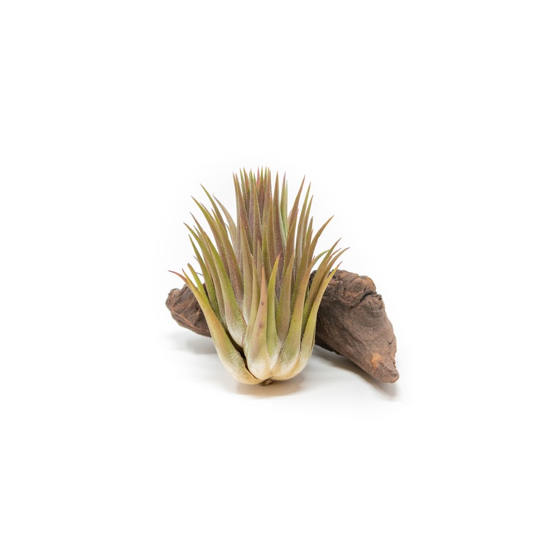 Tillandsia Ionantha Guatemala Macho Air Plant