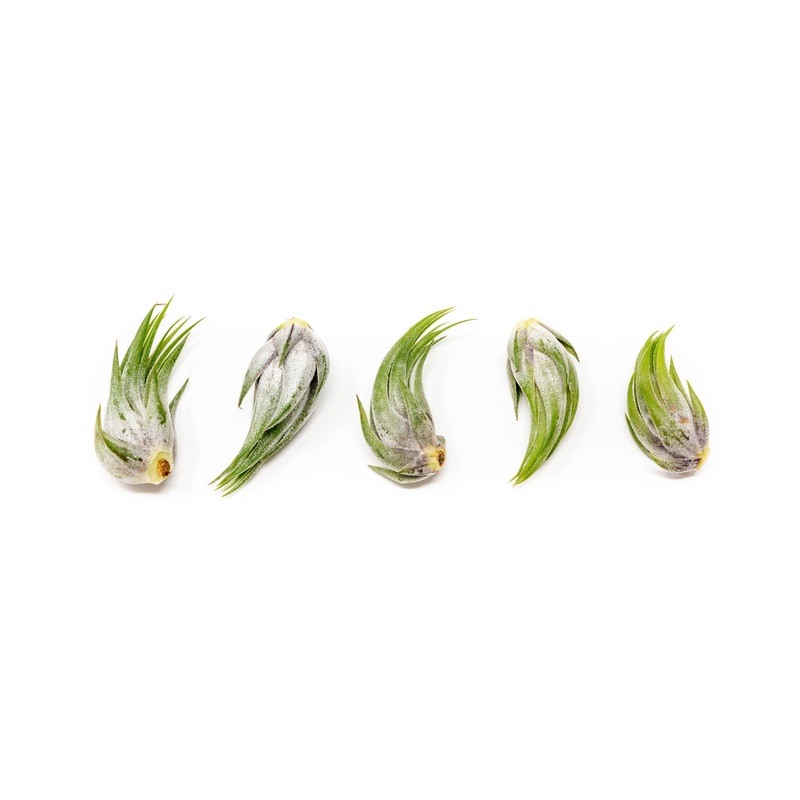 Tillandsia Ionantha Scaposa Air Plants